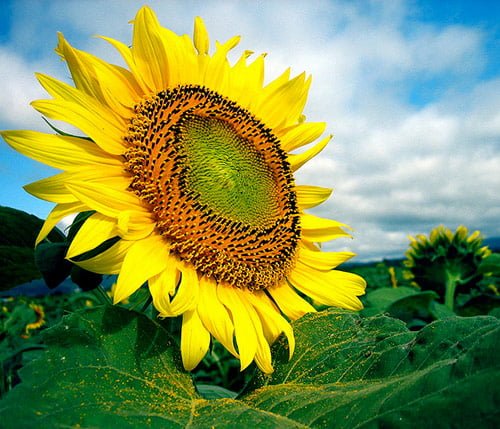 34 bathed in the sun in 40 Amazing and Beautiful Pictures of Flowers