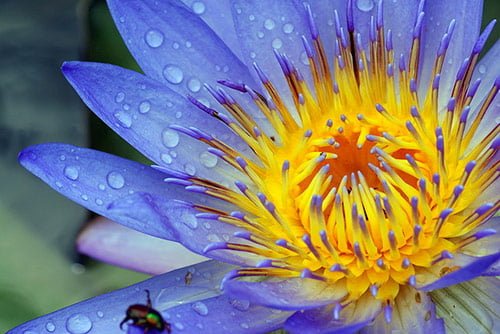 35 water lily 35 water lily in 40 Amazing and Beautiful Pictures of Flowers