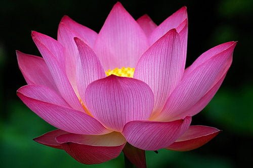 36 summer light lotus in 40 Amazing and Beautiful Pictures of Flowers