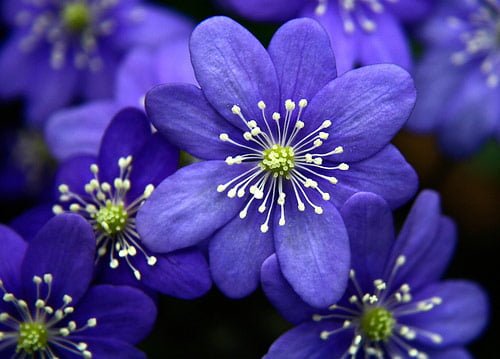 40 blue flowers in 40 Amazing and Beautiful Pictures of Flowers
