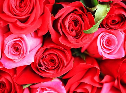 6 roses are red and pink in 40 Amazing and Beautiful Pictures of Flowers