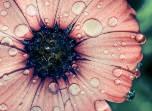 7 pink flower 7 pink flower in 40 Amazing and Beautiful Pictures of Flowers