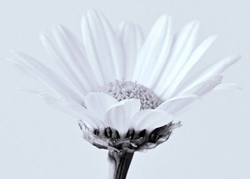 8 white flower 8 white flower in 40 Amazing and Beautiful Pictures of Flowers