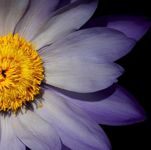 9 purple flower in 40 Amazing and Beautiful Pictures of Flowers