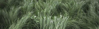 Beautiful Examples of Grass Photography (14 Pictures)