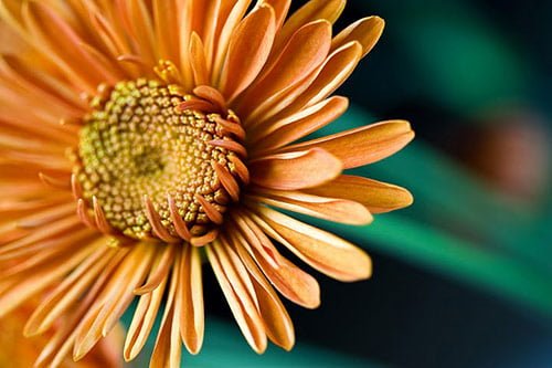 1 Breaking Free in Beautiful Flower Pictures in Macro Photography (20 Photos)