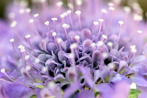6 Sensory Overload in Beautiful Flower Pictures in Macro Photography (20 Photos)