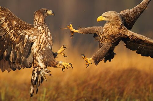 01 fight in Cool Pictures of Animals (20 Photos)