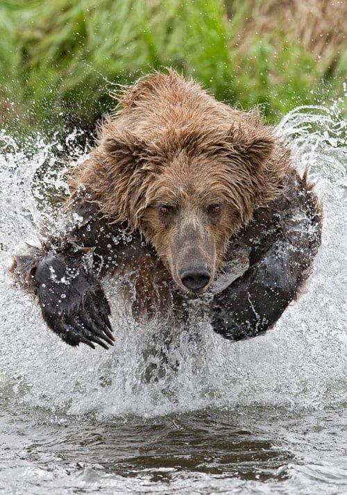 06 Charging Bear in Cool Pictures of Animals (20 Photos)