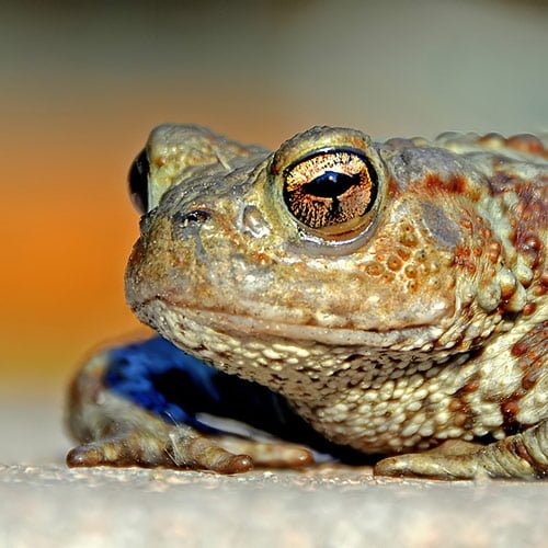 07 Toad in Cool Pictures of Animals (20 Photos)