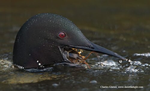 09 Not So Common Loon in Cool Pictures of Animals (20 Photos)