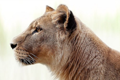 Focused Lioness