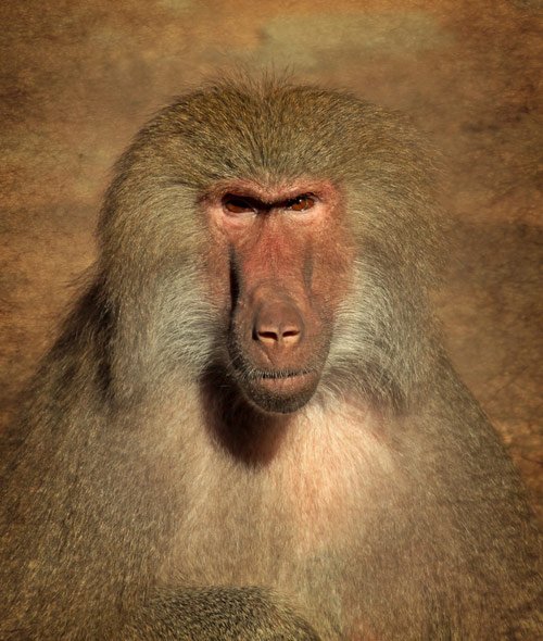 Portrait of a female baboon