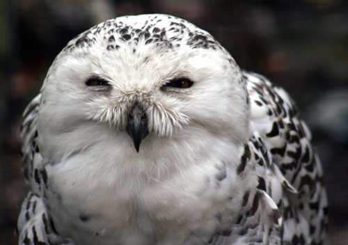 Animal Photography - Snowy Owl