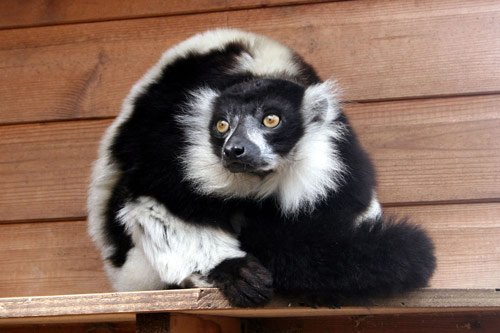 Animal Photography - Lemur