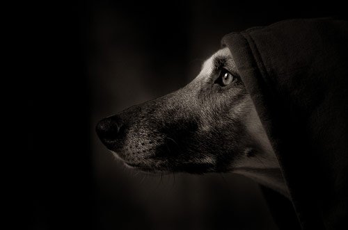 Fighter Dog