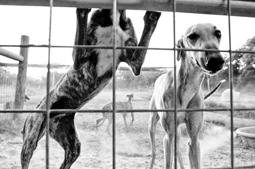 The Racing Dogs of Central Texas