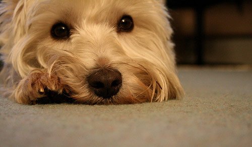 Dog Pictures