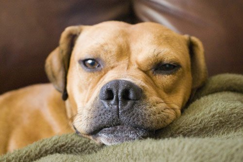 Lazy Dog