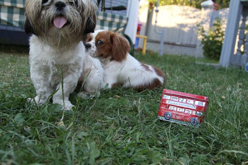 Little London Bussy and the Dogs