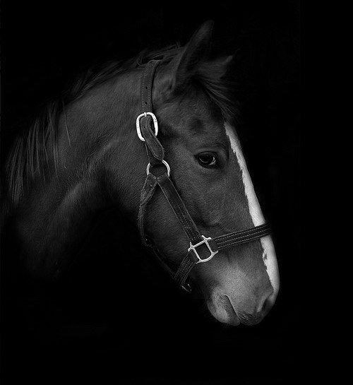 Amazing Horse Pictures