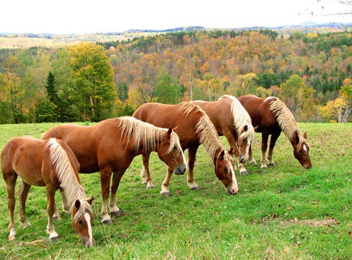 Amazing Horse Pictures