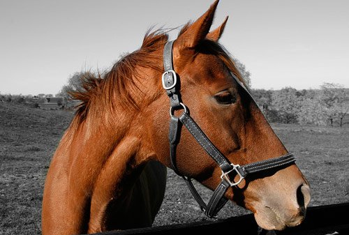 Amazing Horse Pictures