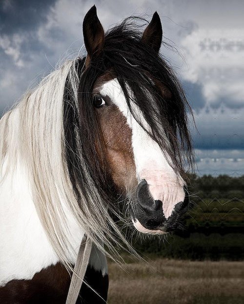 Amazing Horse Pictures