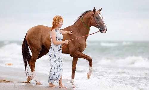 Amazing Horse Pictures