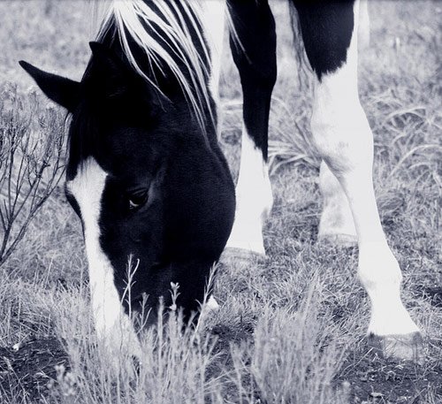 Amazing Horse Pictures