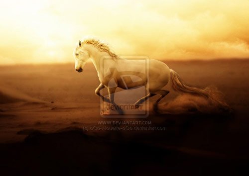 Amazing Horse Pictures