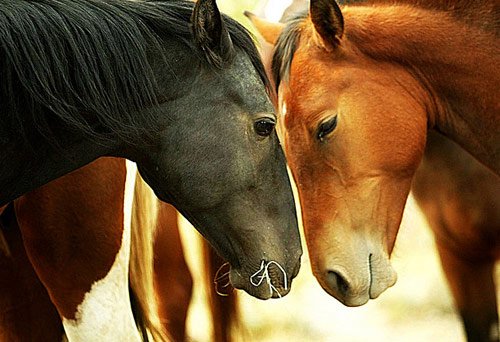 Amazing Horse Pictures