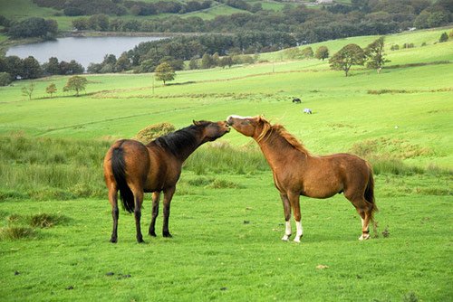 Amazing Horse Pictures