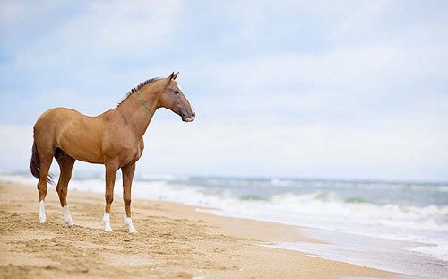 Amazing Horse Pictures