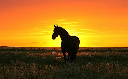 Amazing Horse Pictures
