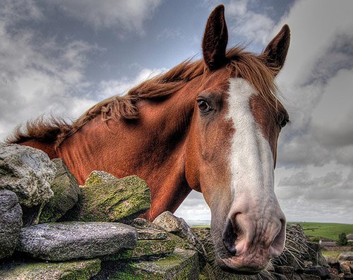 Amazing Horse Pictures