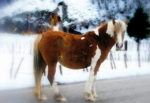 Amazing Horse Pictures
