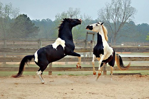 Amazing Horse Pictures