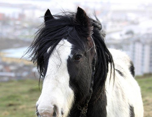 Amazing Horse Pictures