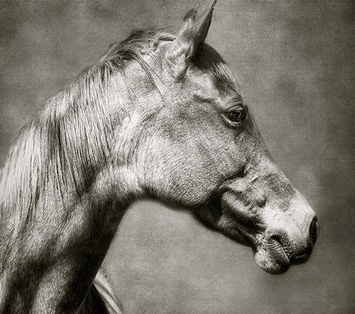 Amazing Horse Pictures