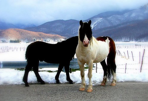 Amazing Horse Pictures