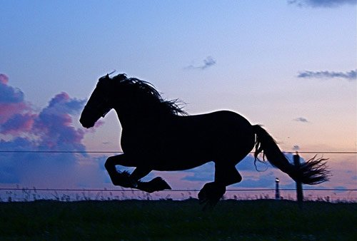 Amazing Horse Pictures