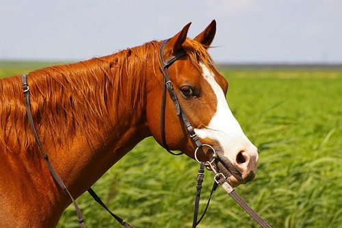 Amazing Horse Pictures