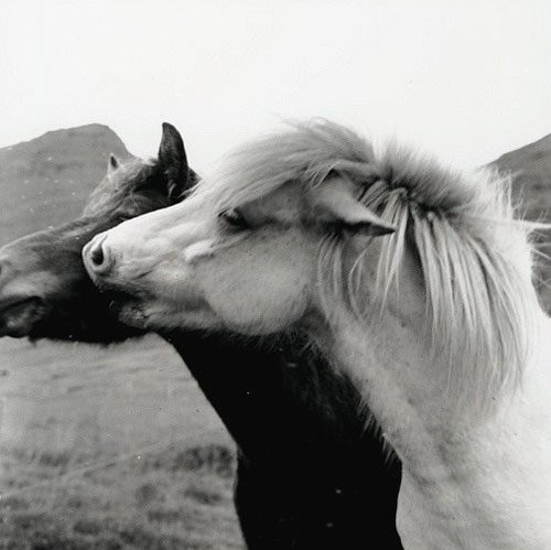 Amazing Horse Pictures