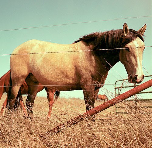 Amazing Horse Pictures