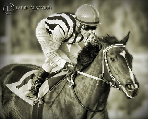 Amazing Horse Pictures