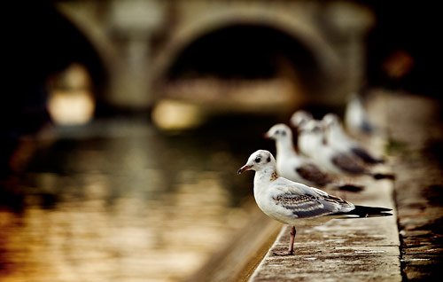 Lost in Paris - Beautiful Pictures of Paris, France