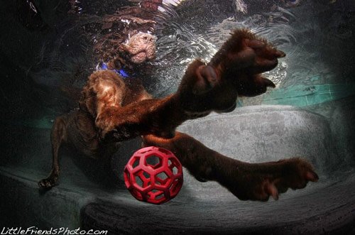 Cool Pictures of Dogs