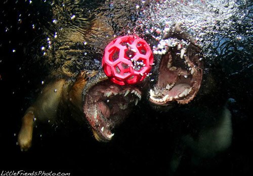 Cool Pictures of Dogs