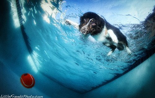 Cool Pictures of Dogs